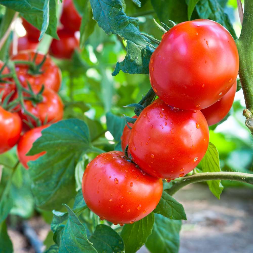 Planting organic tomato seeds in organic garden