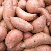 Planting sweet potato seeds in vegetable patch