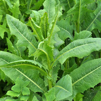 Planting wild lettuce seeds in urban garden