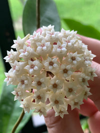 Sea Green Hoya Flower seeds for Planting Compact Growth Heirloom & GMO Free Seeds for Home Garden 
 
 Sale