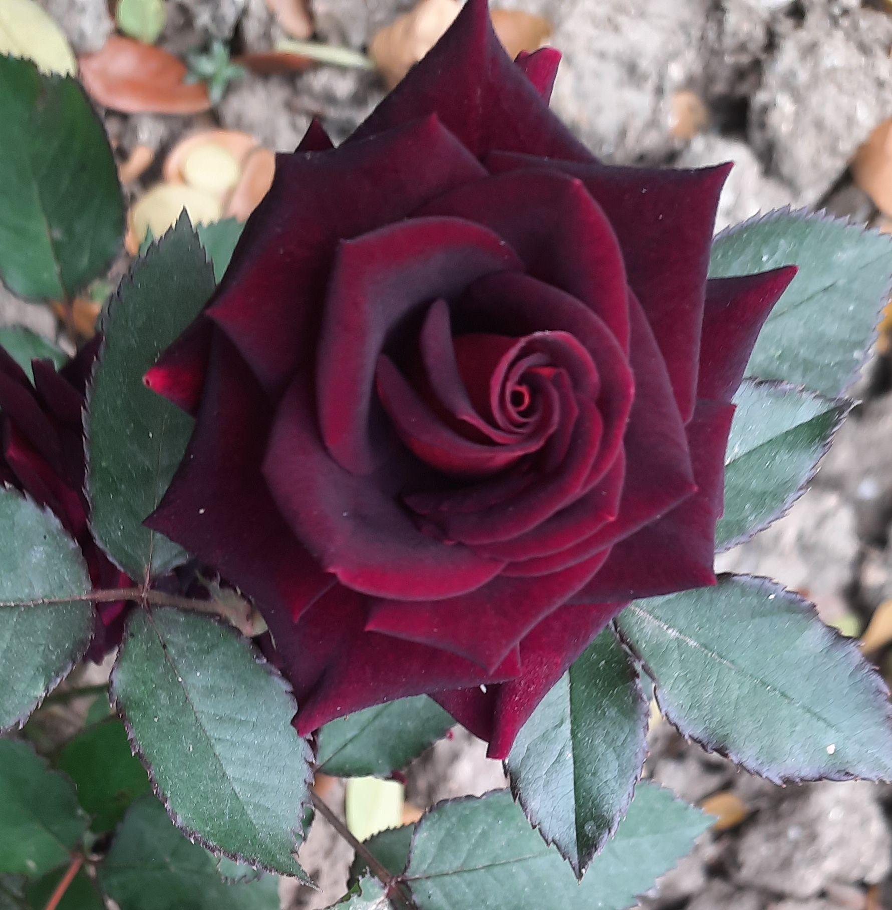 Deep Red Rose Flower seeds for Planting Low Maintenance Heirloom & GMO Free Seeds for Home Garden