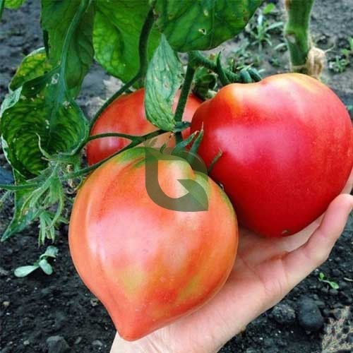 Heart Tomato Solanum lycopersicum Seeds for Planting in Vegetable Patch & Garden