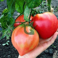 Heart Tomato Solanum lycopersicum Seeds for Planting in Vegetable Patch & Garden