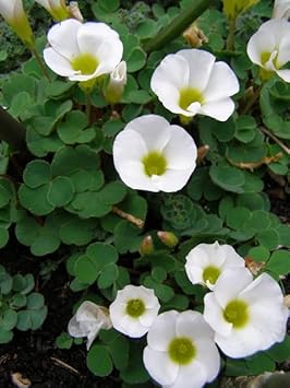 White Oxalis Laciniata Flowers in Pots