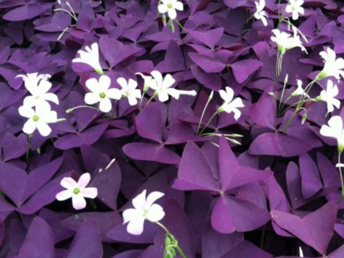 Oxalis Shamrock Flower seeds for Planting Wildflower Mix Heirloom & GMO Free Seeds for Home Garden