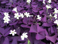 Oxalis Shamrock Flower seeds for Planting Wildflower Mix Heirloom & GMO Free Seeds for Home Garden