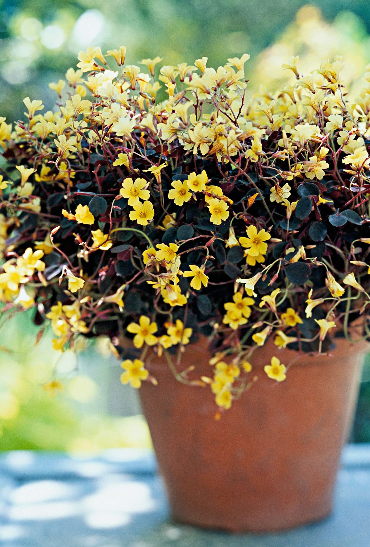 Yellow Brown Oxalis Flower Seeds for Planting Cut Flower Favorite Heirloom & GMO Free Seeds for Home Garden
 
 Sale
