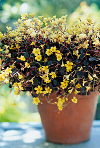Yellow Brown Oxalis Flower Seeds for Planting Cut Flower Favorite Heirloom & GMO Free Seeds for Home Garden
 
 Sale