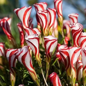 Oxalis White Red Flower Seeds for Planting