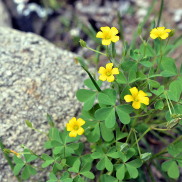 Heirloom Oxalis Flower seeds for Planting Drought Tolerant Heirloom & GMO Free Seeds for Home Garden