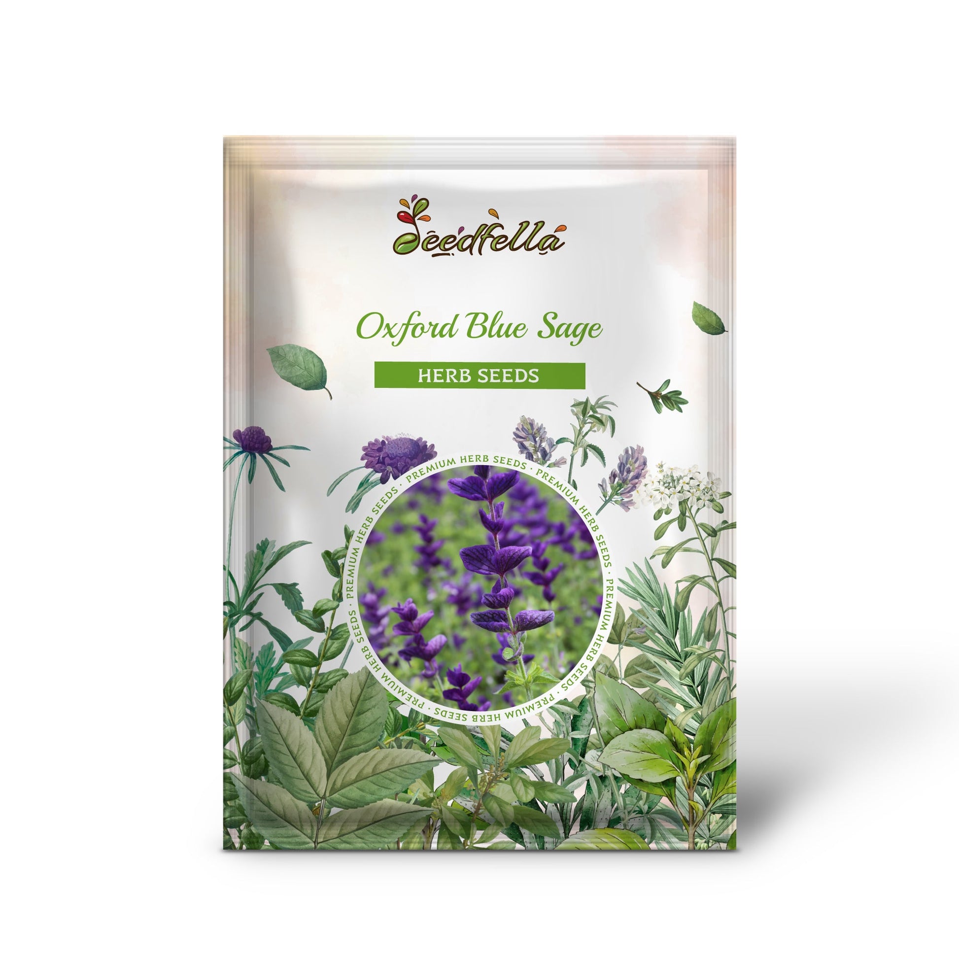 Close-Up of Oxford Blue Clary Sage Salvia viridis Blue-Purple Bracts