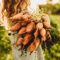 Oxheart Carrot Seeds for Vegetable Planting