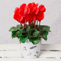 Red Cyclamen Flower seeds for Planting - Colorful Display, Heirloom & GMO Free Seeds for Home Garden