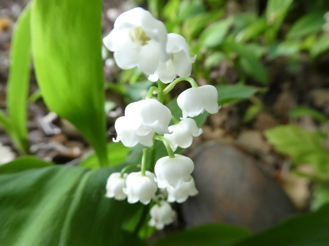 White Coral Bells Flower Seeds Planting