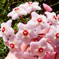 Light Pink Carnosa Flower Seeds Compact Growth Heirloom & GMO Free Seeds for Home Garden
 
 Sale