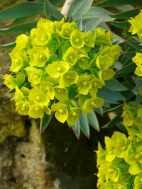 Green Euphorbia Flower seeds for Planting Pollinator Friendly Heirloom & GMO Free Seeds for Home Garden
 
 Sale
