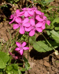 Catchfly Flower seeds for Planting Compact Growth Heirloom & GMO Free Seeds for Home Garden