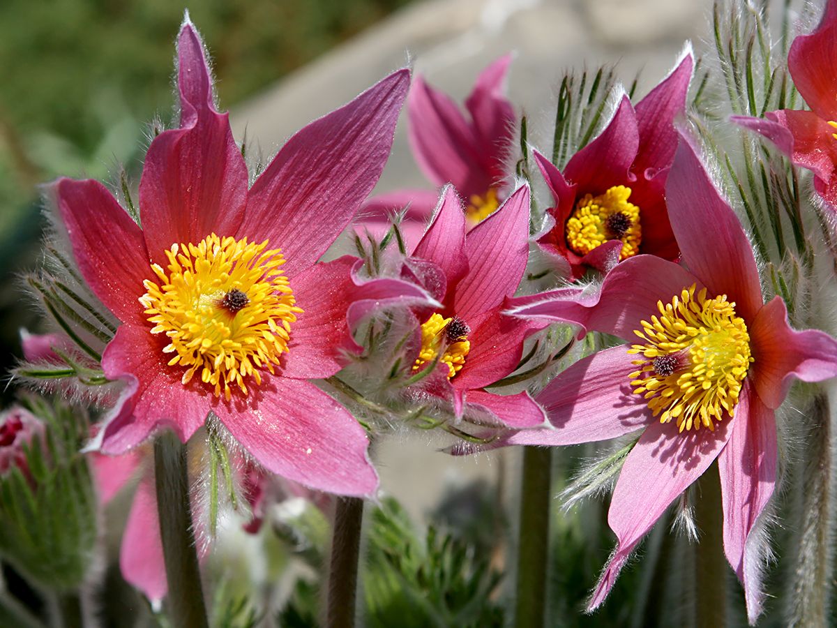 Kuhschelle Flower seeds for Planting - Long Bloom Season, Heirloom & GMO Free Seeds for Home Garden