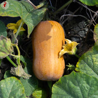 Orange Honeynut Seeds for Planting