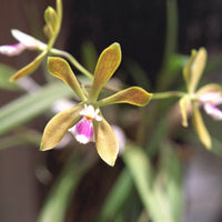 Butterfly Orchid Flower seeds for Planting - Colorful Display, Heirloom & GMO Free Seeds for Home Garden