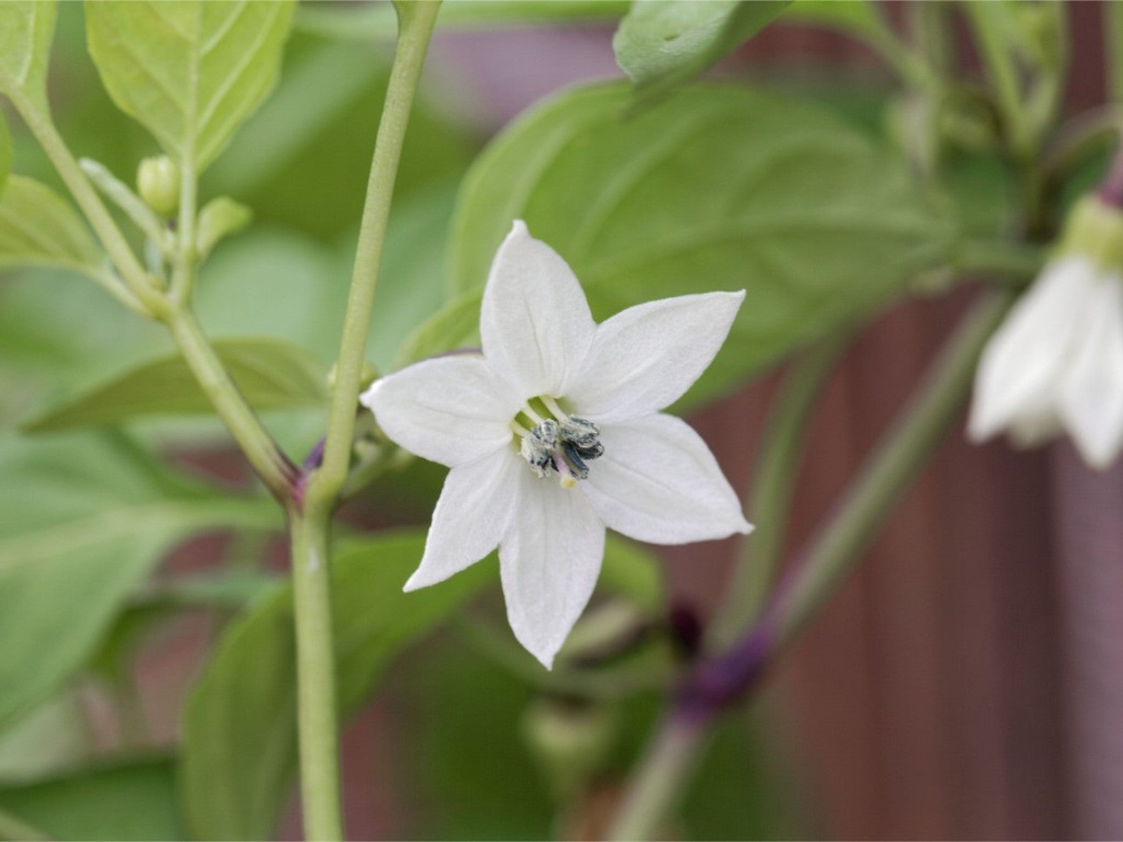 Jalapeno Flower seeds for Planting Wildflower Mix Heirloom & GMO Free Seeds for Home Garden