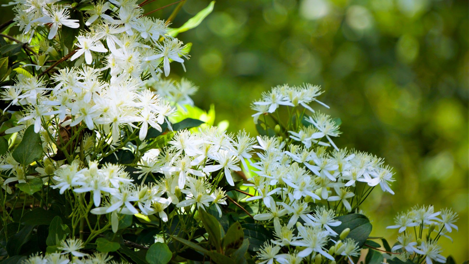 Autumn Clematis Flower seeds for Planting Garden Favorite Heirloom & GMO Free Seeds for Home Garden