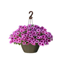 Pink Purple Hanging Petunia Seeds for Planting Heirloom NONGMO Flower Seeds for Beautiful Blooms Wildflower Mix 
 
 Sale