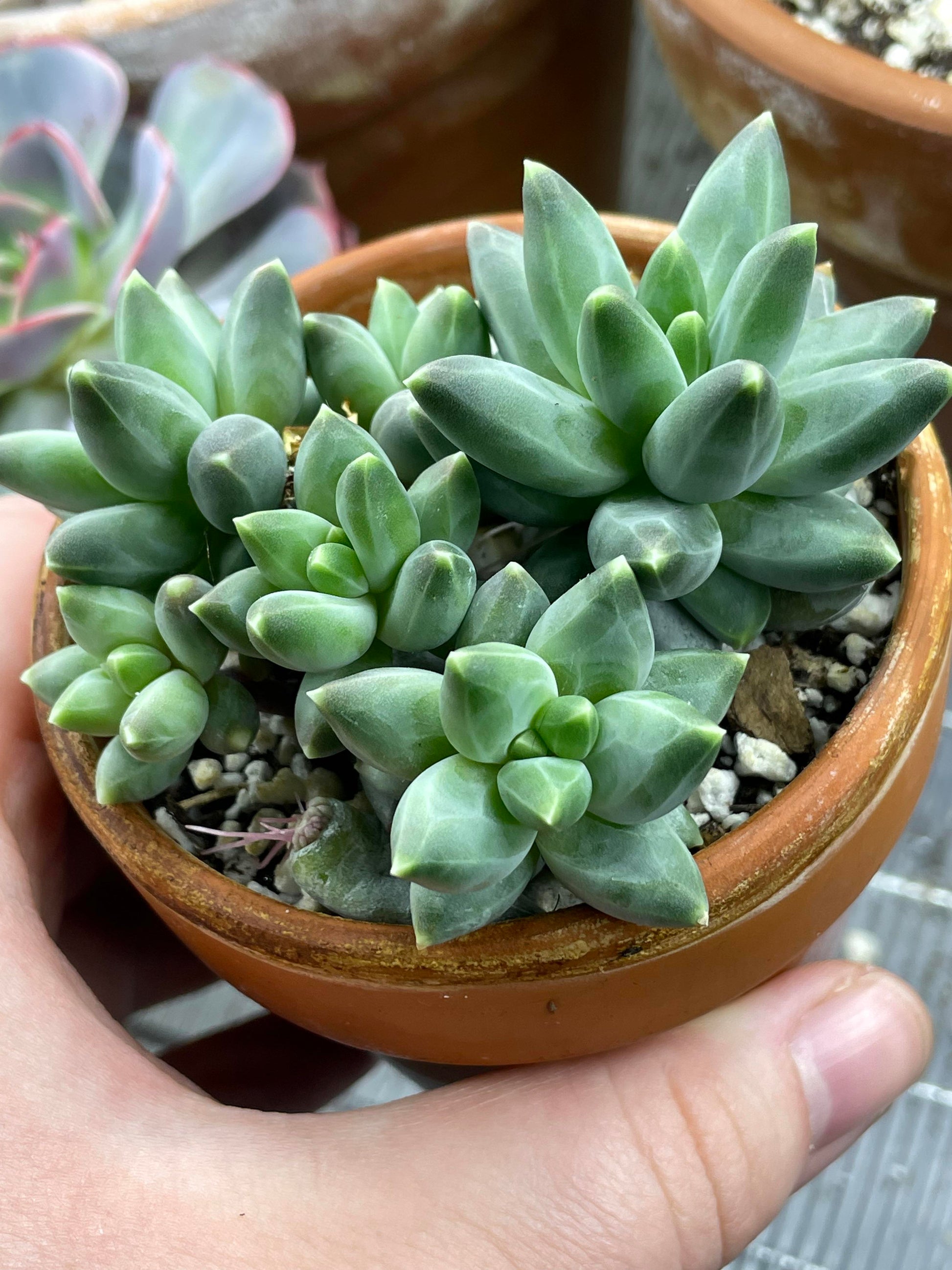 Pachyphytum Compactum Flower seeds for Planting Seasonal Bloomer Heirloom & GMO Free Seeds for Home Garden