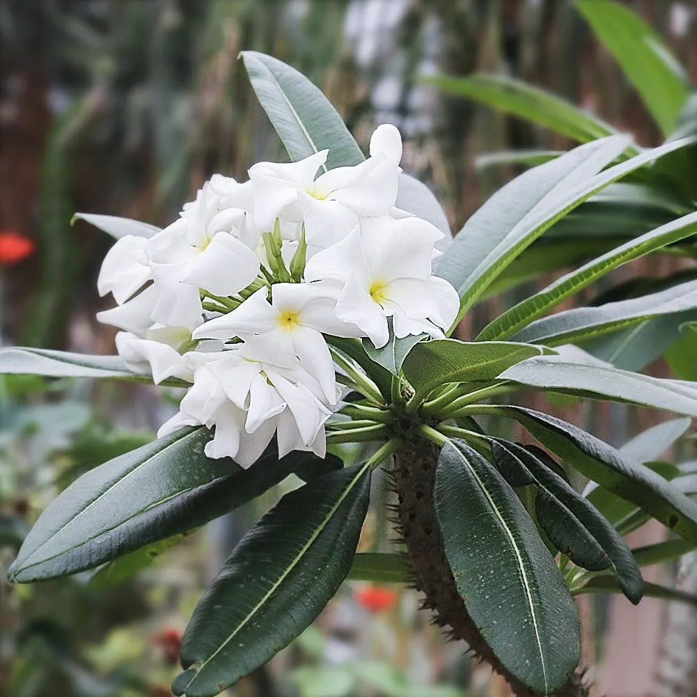Madagascar Palm thriving in outdoor garden