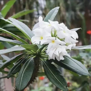 Pachypodium Lamerei Seeds for Planting