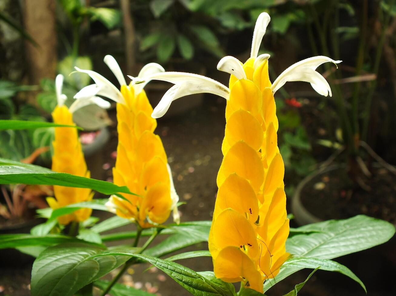 Pachystachys Lutea Flower seeds for Planting - Bright Blooms, Heirloom & GMO Free Seeds for Home Garden