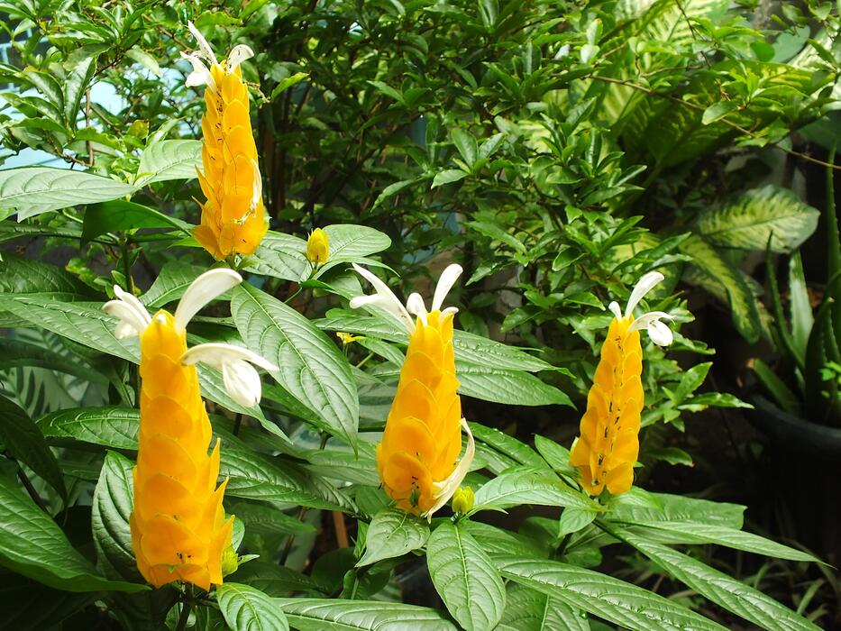 Lutea Flower seeds for Planting - Cut Flower Favorite, Heirloom & GMO Free Seeds for Home Garden