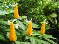 Lutea Flower seeds for Planting - Cut Flower Favorite, Heirloom & GMO Free Seeds for Home Garden