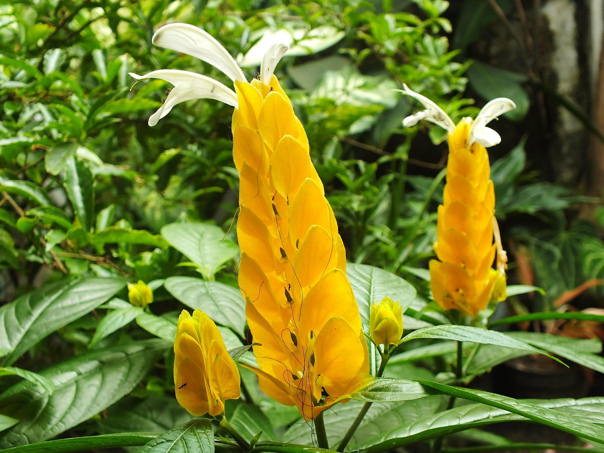 Lutea Flower seeds for Planting - Cut Flower Favorite, Heirloom & GMO Free Seeds for Home Garden