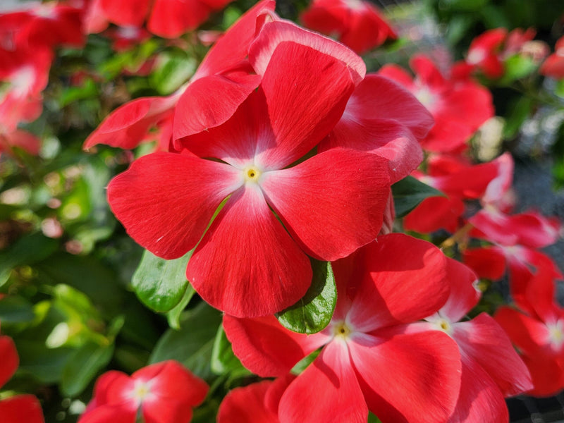 Vinca Cooling Red Annual Seeds for Vibrant Red Flowers