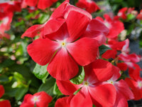 Vinca Cooling Red Annual Seeds for Vibrant Red Flowers