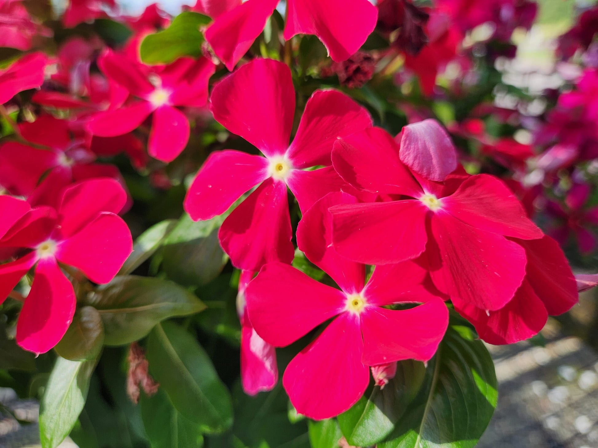 Vinca Cooling Red Annual Seeds for Vibrant Red Flowers