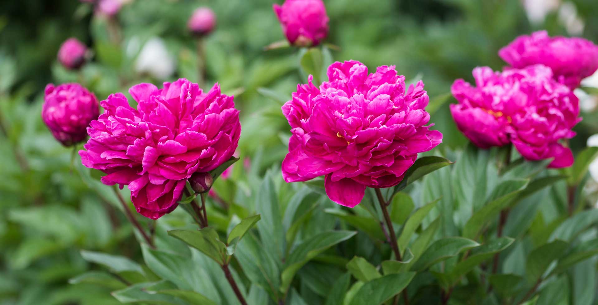 Paeonia Flower seeds for Planting Shade Tolerant Heirloom & GMO Free Seeds for Home Garden 
 
 Sale