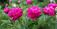 Paeonia Flower seeds for Planting Shade Tolerant Heirloom & GMO Free Seeds for Home Garden 
 
 Sale