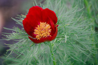 Red Paeonia Tenuifolia Flower seeds for Planting - Premium Quality, Heirloom & GMO Free Seeds for Home Garden
