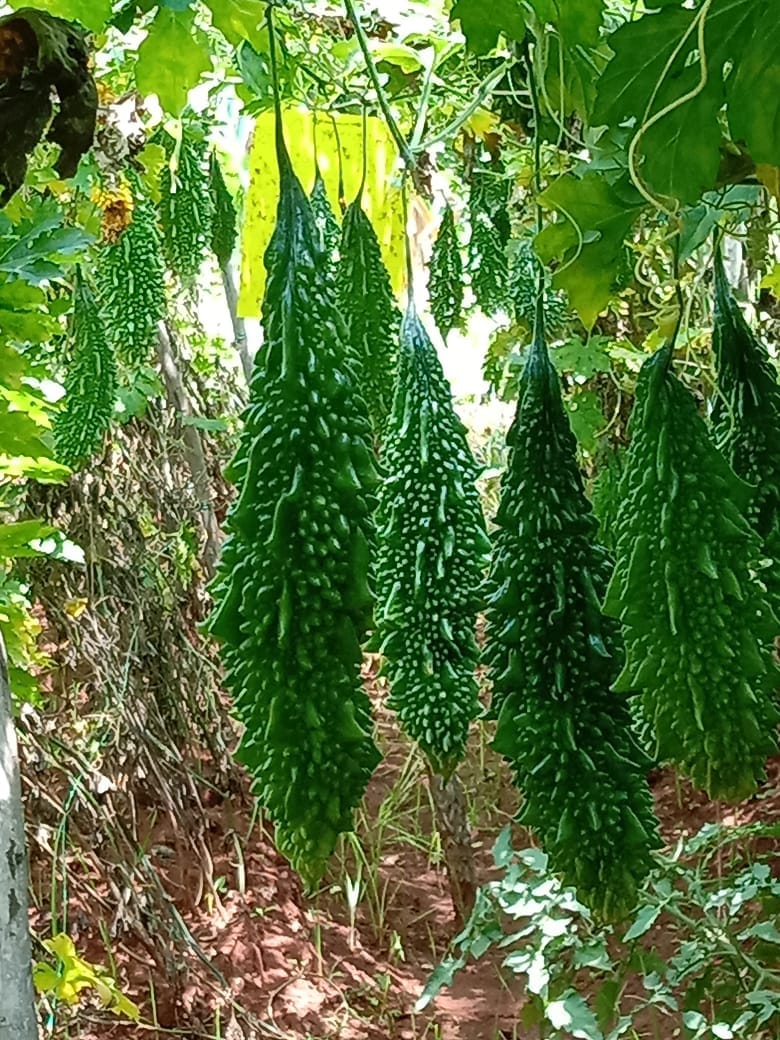 Pale green bittergourd seeds for planting bitter melon vines