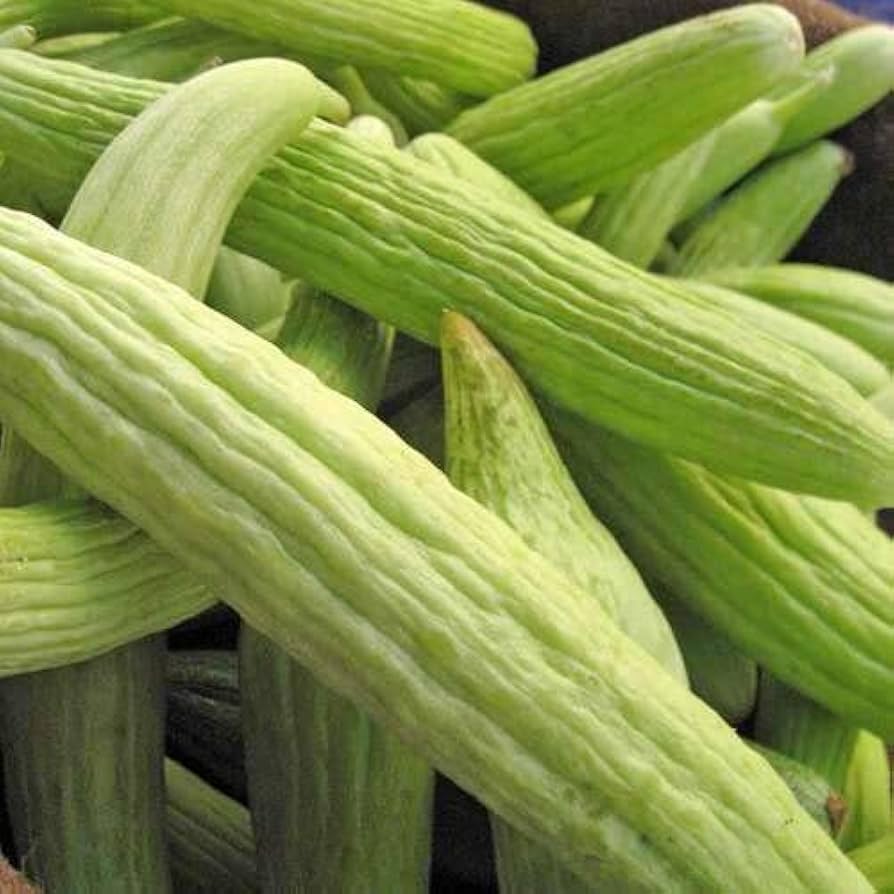 Pale green sweet cucumbers grown from Armenian seeds