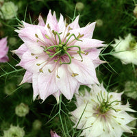 Pink Nigella Damascena Seeds for Planting - Annual Flower Seeds for Spring Gardening