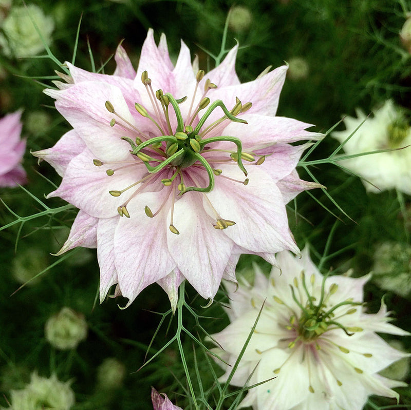 Pink Nigella Damascena Seeds for Planting - Annual Flower Seeds for Spring Gardening