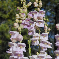 Penstemon Palmeri Flower seeds for Planting Pollinator Friendly Heirloom & GMO Free Seeds for Home Garden