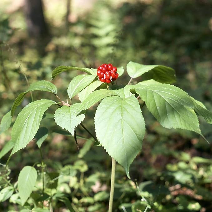 Panax quinquefolius native woodland ornamental plant