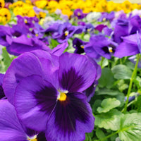 Pansy Flower seeds for Planting Bright Blooms Heirloom & GMO Free Seeds for Home Garden