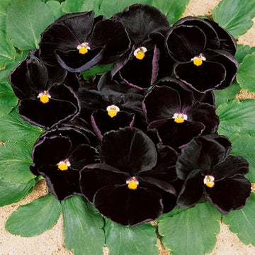 Black Pansy Flower Seeds Collection for Easy Planting