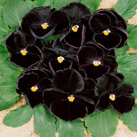 Black pansy Flower seeds for Planting - Drought Tolerant, Heirloom & GMO Free Seeds for Home Garden
