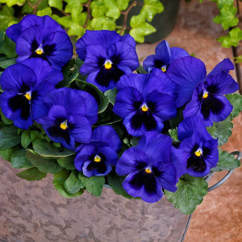 Blue Yellow Pansy Flower seeds for Planting - Seasonal Bloomer, Heirloom & GMO Free Seeds for Home Garden